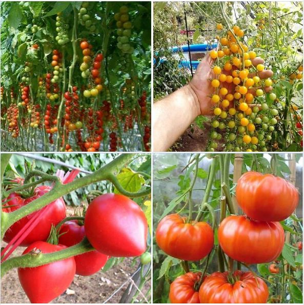 Combo 4 gói cà chua các loại -