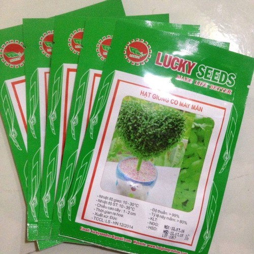 Hạt giống Cỏ may mắn - gói 1gr ( 100 hạt )