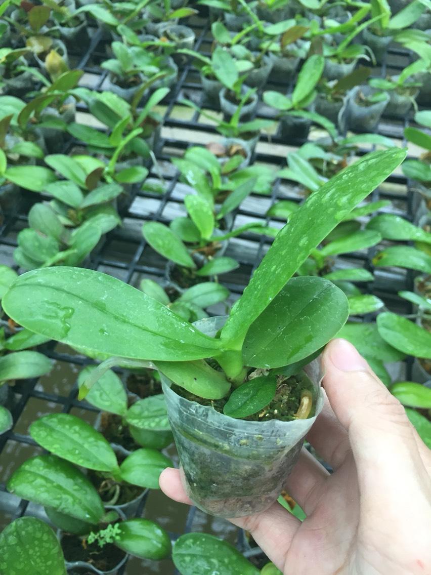 hồ điệp giống