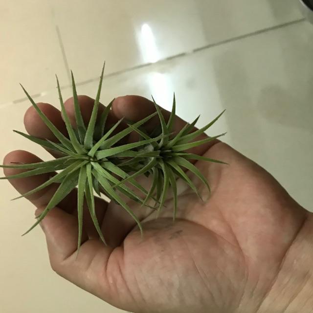 Cây không khí thạch thảo