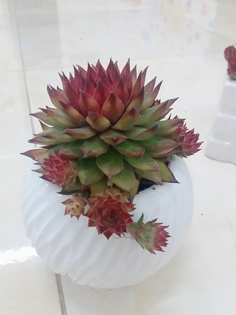 SEN ĐÁ ĐỂ BÀN SIÊU ĐẸP SIÊU SANG