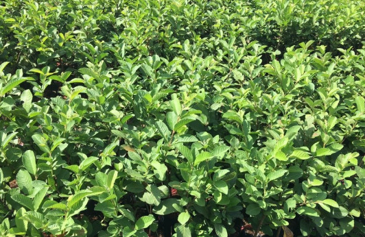 Cây  ổi nữ hoàng ( cây giống )