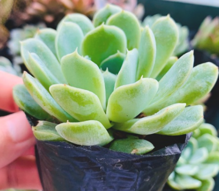 SEN ĐÁ THANH CÚC SIZE BÉ SIÊU KHỎE ĐẸP LỖI 1 ĐỔI 1