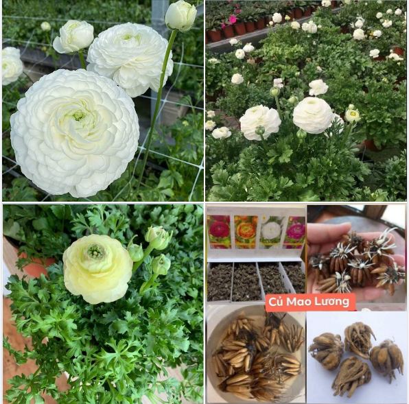 Combo 6 củ giống hồng mao lương 6 màu ( kèm 6 viên nén ươm củ )