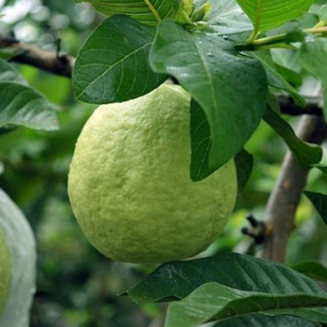 Cây ổi đài loan