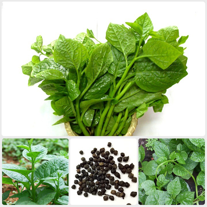 1K_Hạt giống Rau Mồng Tơi (Mùng Tơi)