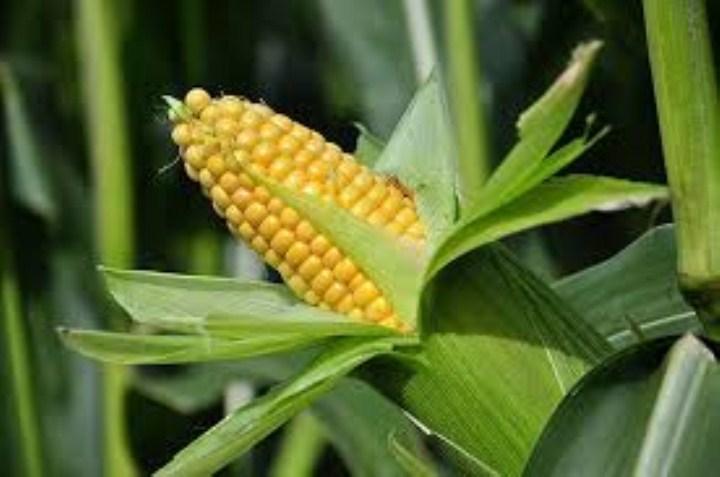 Hạt giống ngô ngọt 30 hạt