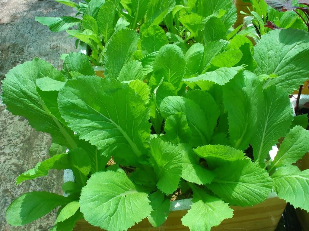 [HCM]Gói 100g Hạt Giống Cải Bẹ Xanh Mỡ - Nanuseeds