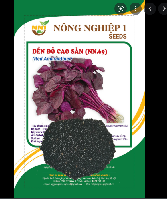 Hạt Giống Rau Dền Đỏ Cao Sản