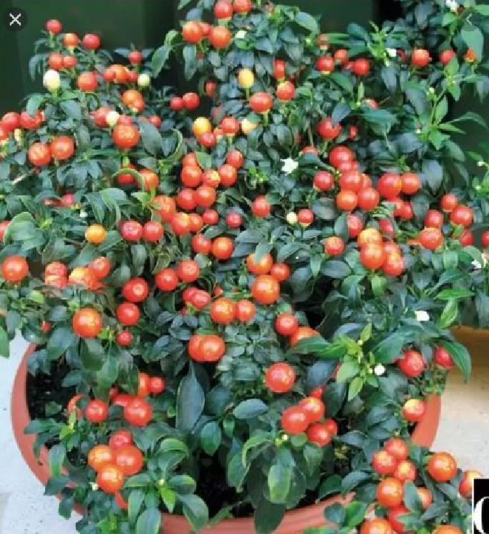 Hạt giống ớt kiểng quả tròn 30 hạt/gói
