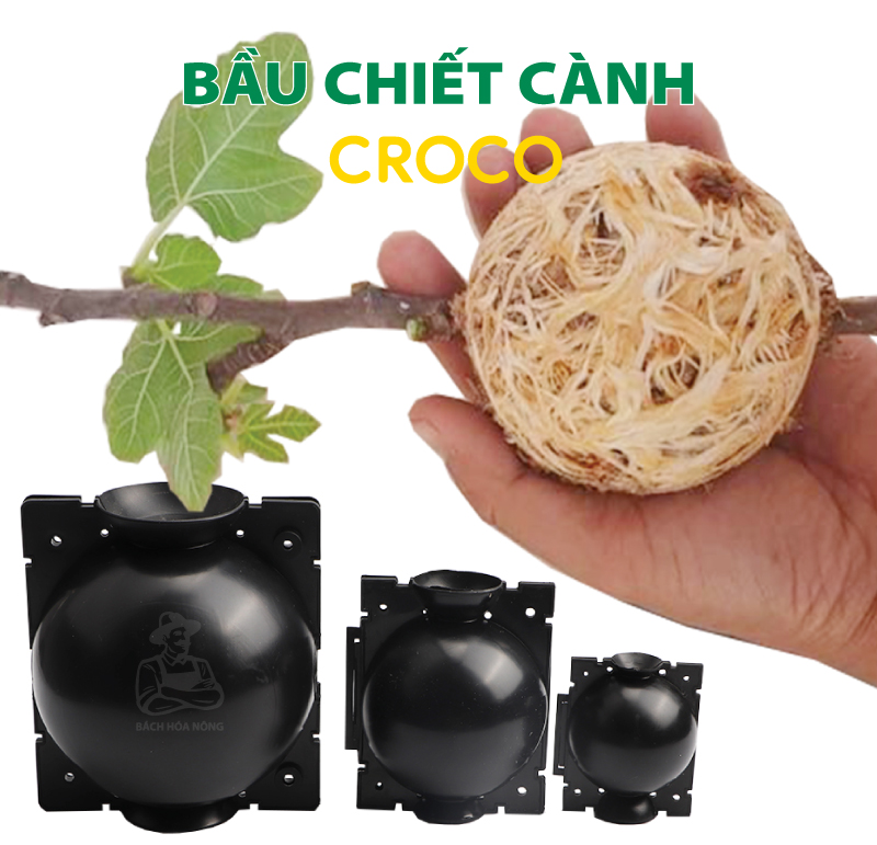[HCM]Combo 3 Bầu chiết cành Croco - Size S (5cm), Màu Đen