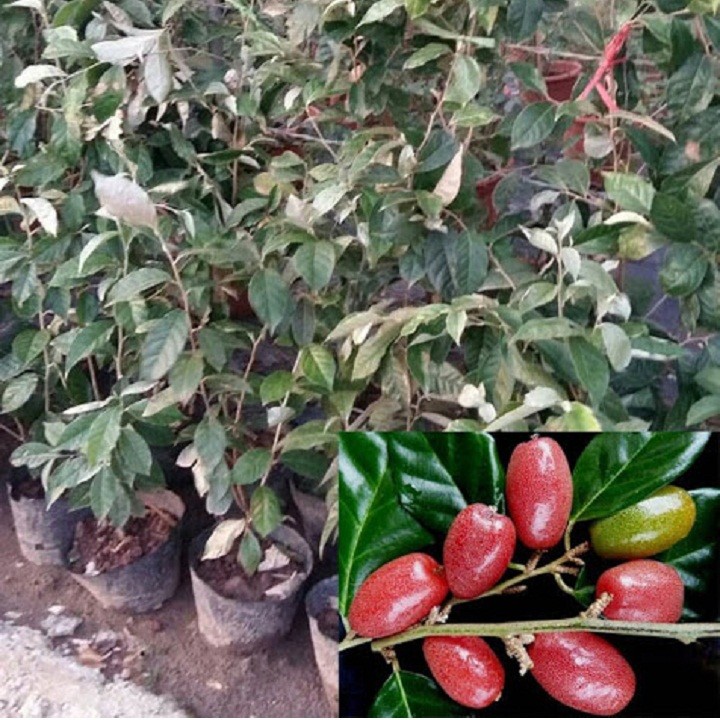 Combo 2 cây giống nhót ngọt siêu quả - C016