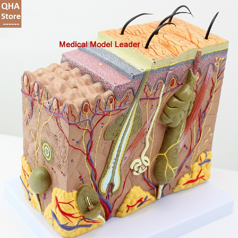 Mô hình giải phẫu da người