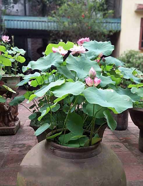 Hạt giống Hoa Sen Cung Đình mix màu (Gói 12 hạt)