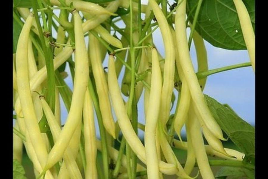 Hạt giống đậu cove lùn vàng 50gr