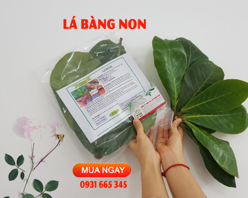 Lá Bàng  Tươi 1KG - Dược Liệu Thanh Bình