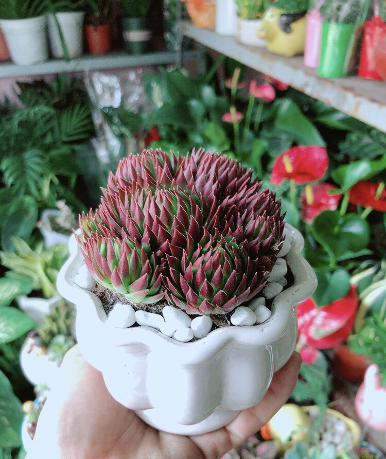 Chậu Sen Phật Bà Đỏ