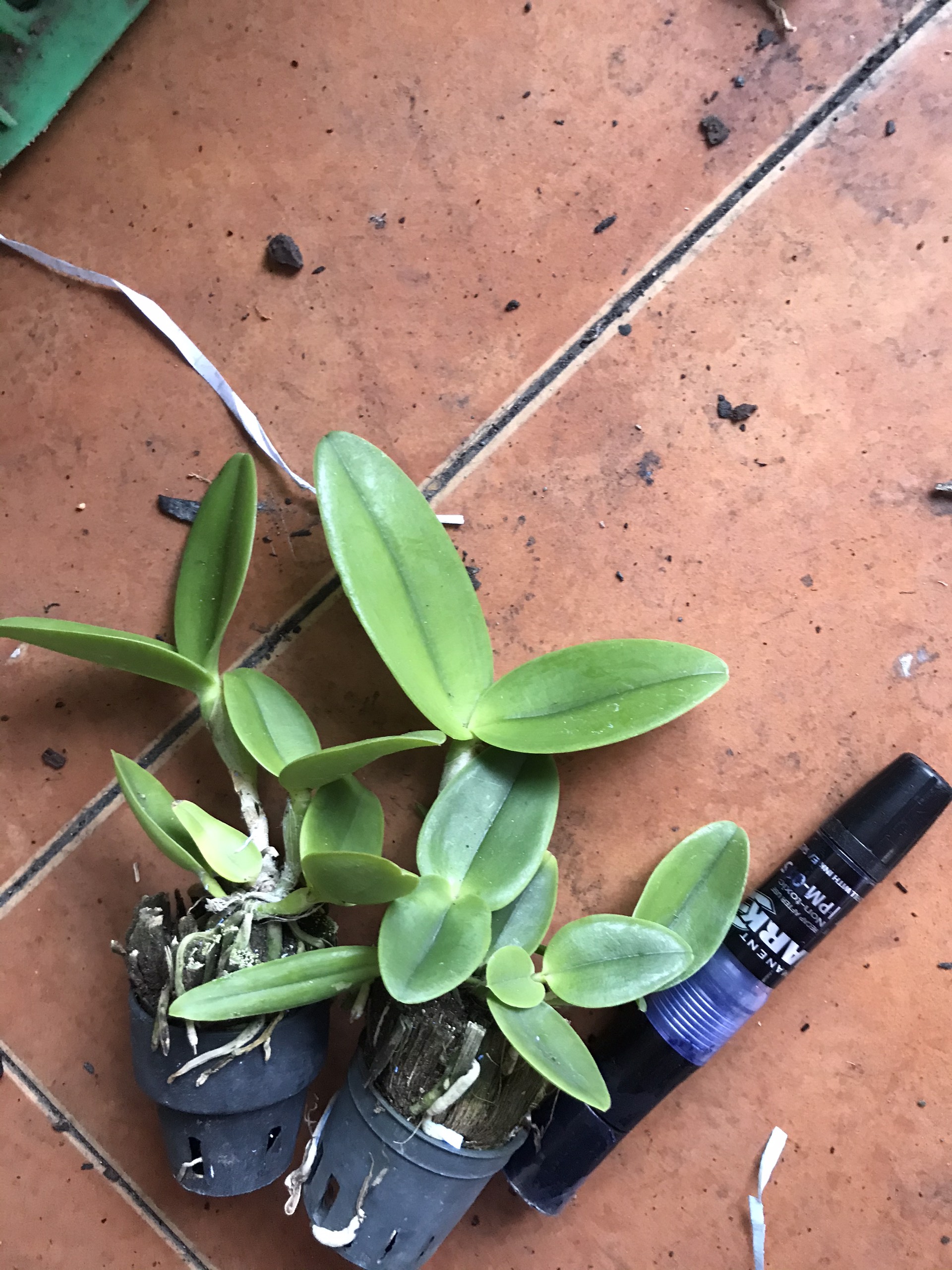Hoa lan catt tú cầu đỏ size cây giống