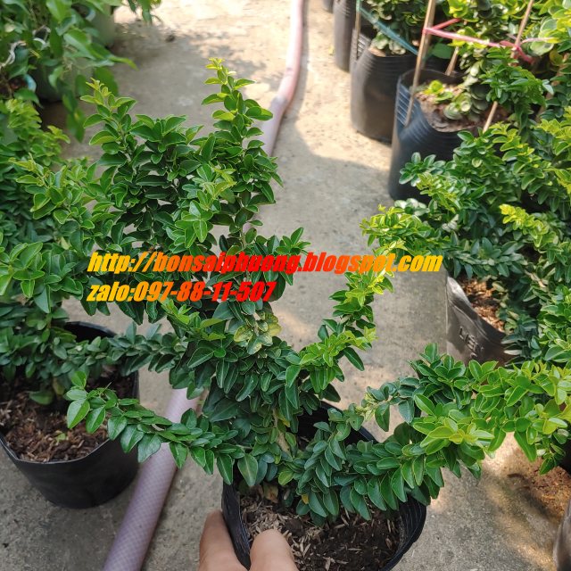 kim quýt thái bonsai mini