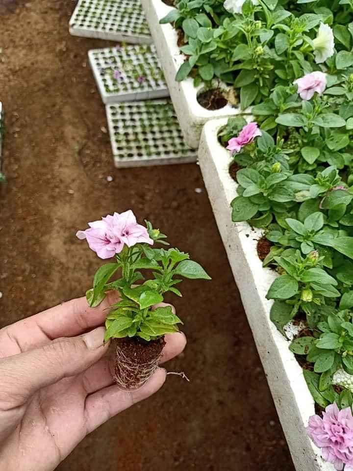 Combo 10 cây giống hoa dạ yên thảo KÉP mix 2 màu Trắng và Hồng - dayenthaokep