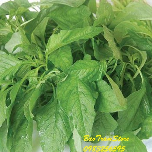 hạt giống rau dền xanh lá liễu