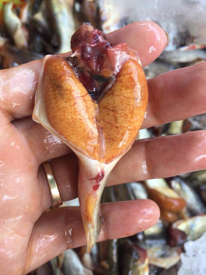 [GIAO NHANH 2H HCM] 1Kg Cá chốt 100% trứng