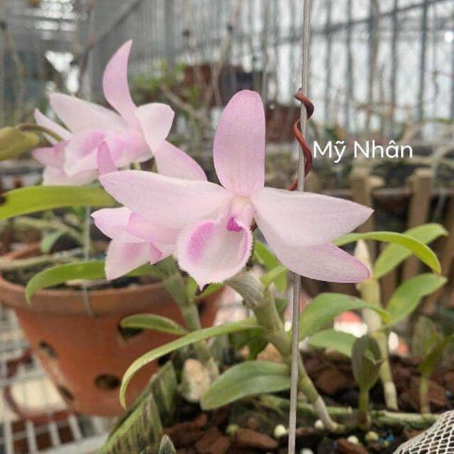 Lan Phi Điệp 🍀FREESHIP🍀 Hồng Mỹ Nhân  [ Ươm Kie ]