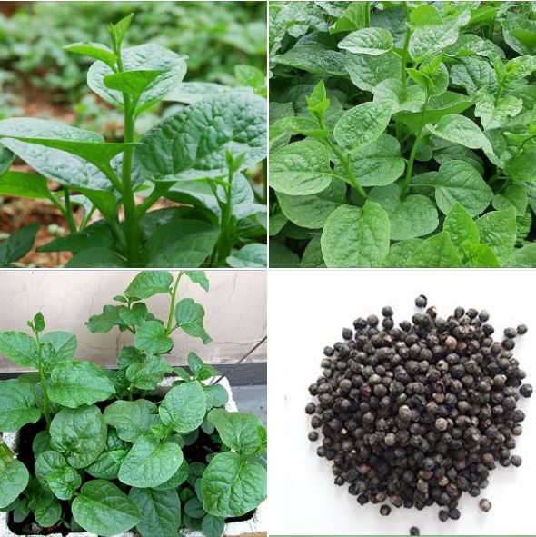 Hạt giống rau mồng tơi xanh - 20gram/gói