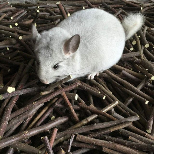 Cành táo khô mài răng cho hamster