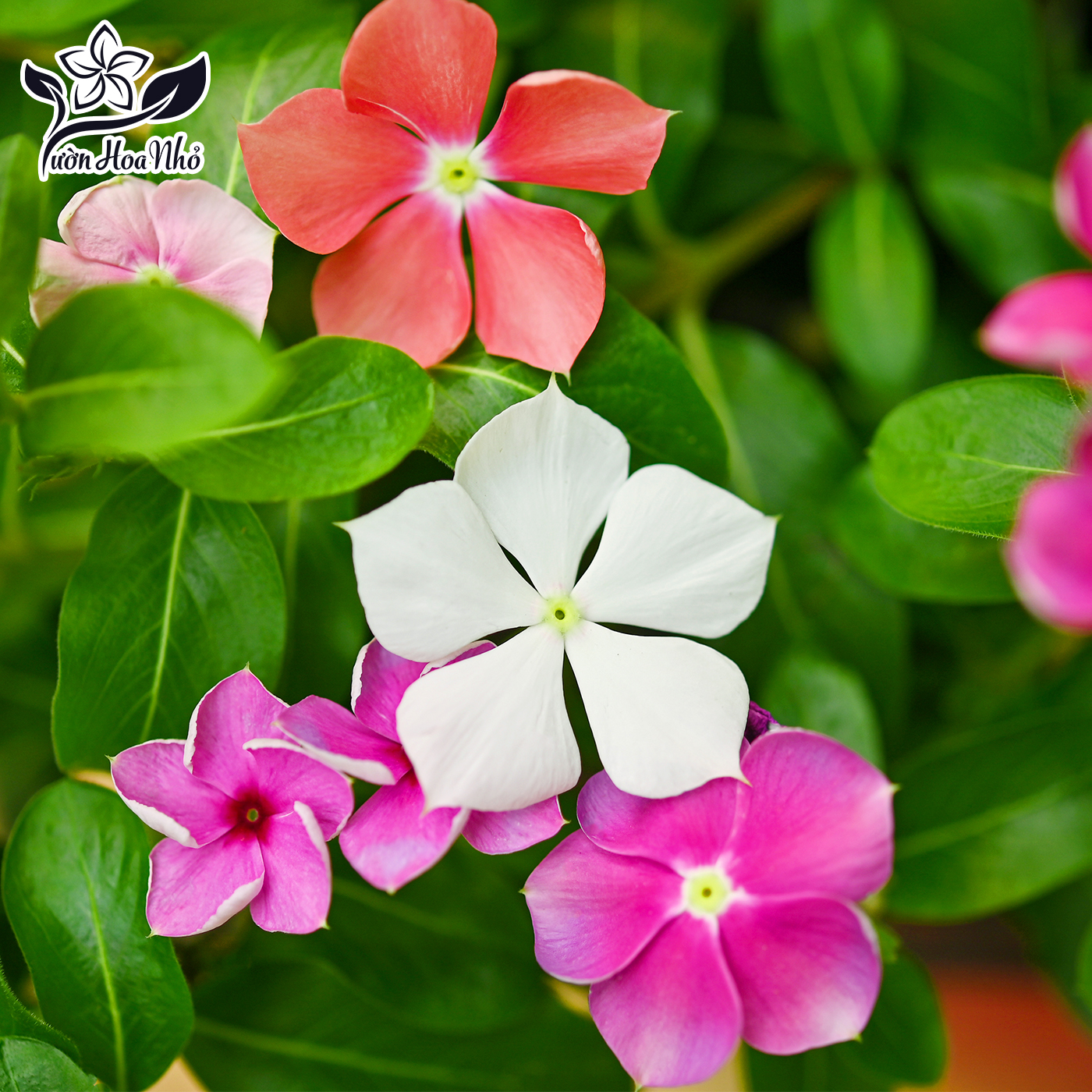 Hạt Giống Hoa Dừa Cạn Nhiều Màu Phương Đông + Tặng Phân Bón