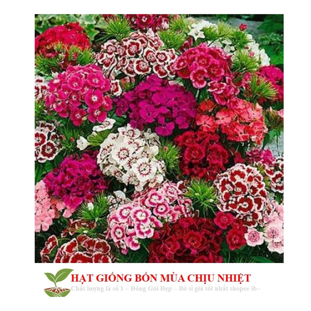 HG9 Gói 20 hạt giống hoa cẩm chướng chùm mix