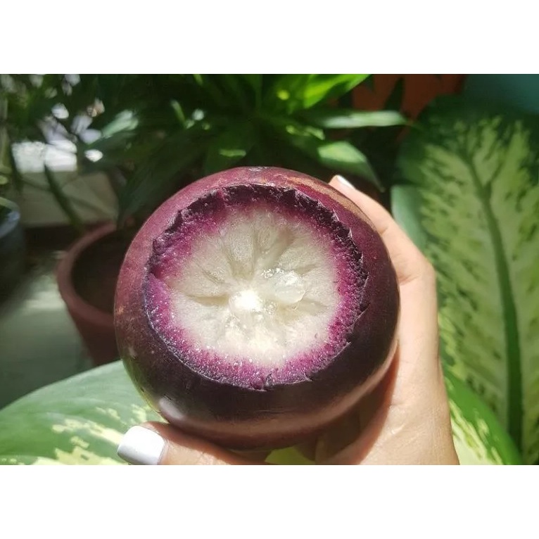 Cây Giống Vú Sữa Mica (cây giống bảo hành )