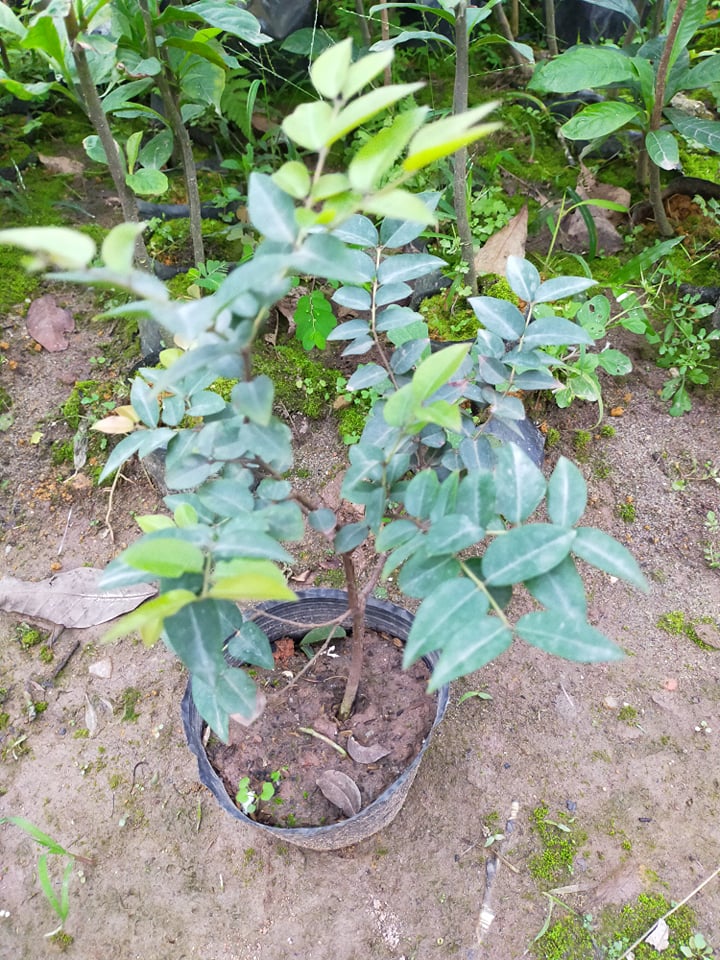 Cây Nho thân gỗ tứ qúy