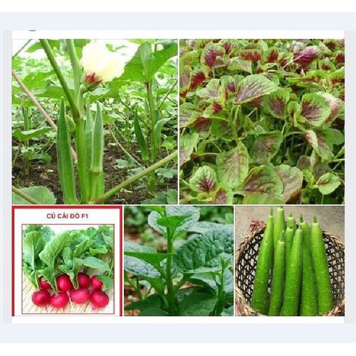 Combo 5 gói hạt giống rau dễ trồng