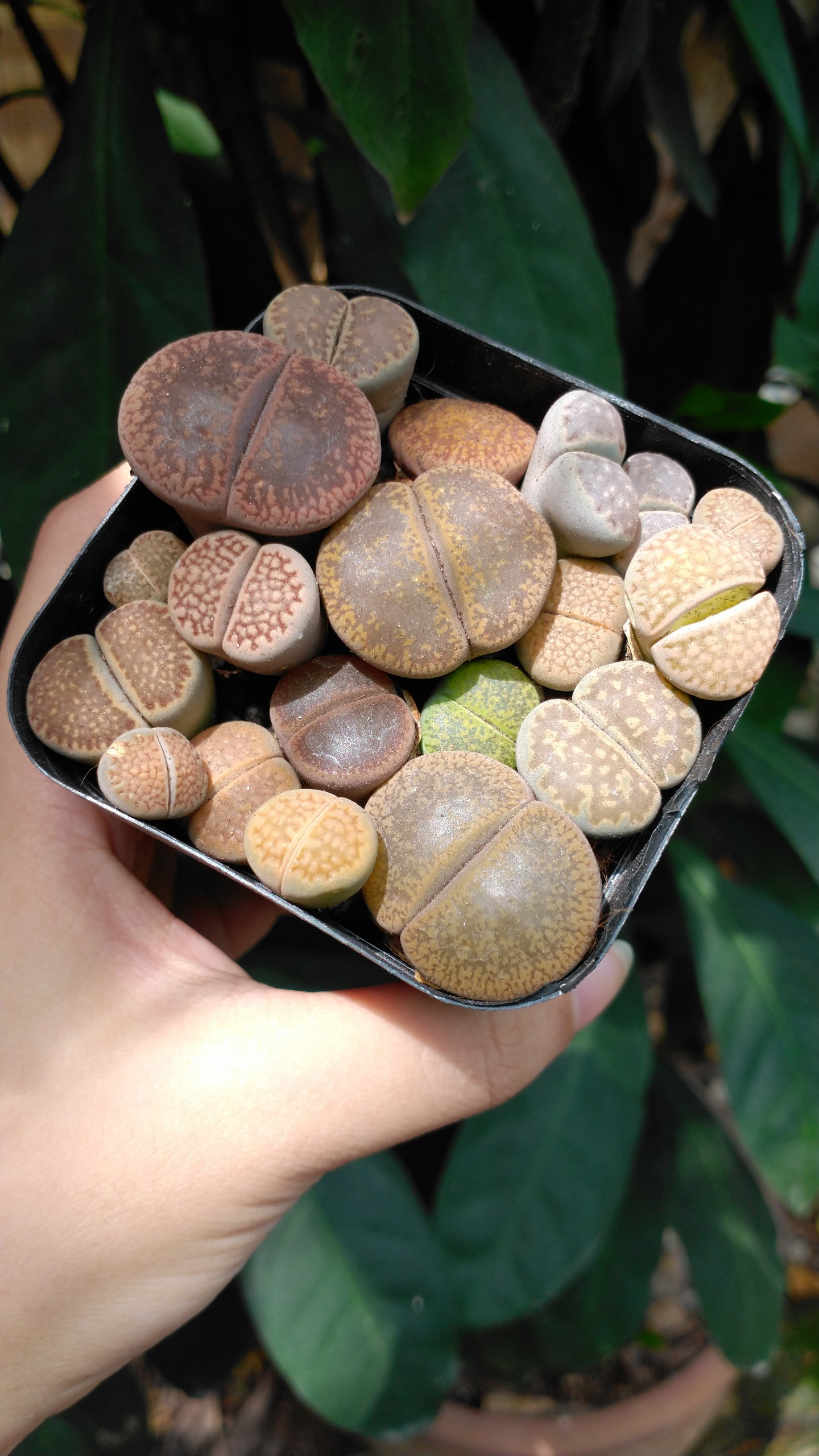 Chậu sen mông/lithops mix size và màu