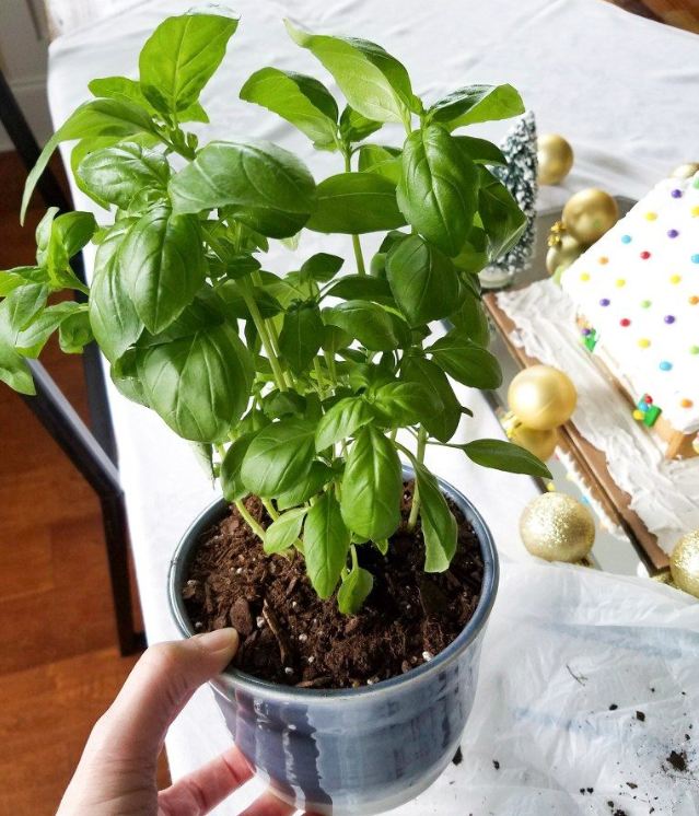 Hạt Giống Rau Húng Tây - Gói 100 hạt