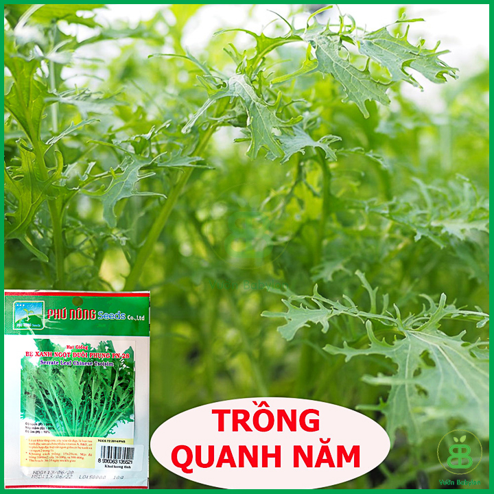 Hạt Giống Cải Ngọt Đuôi Phụng Cao Sản 20GR
