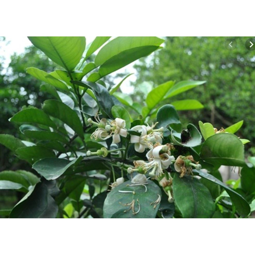lá bưởi tươi 1kg