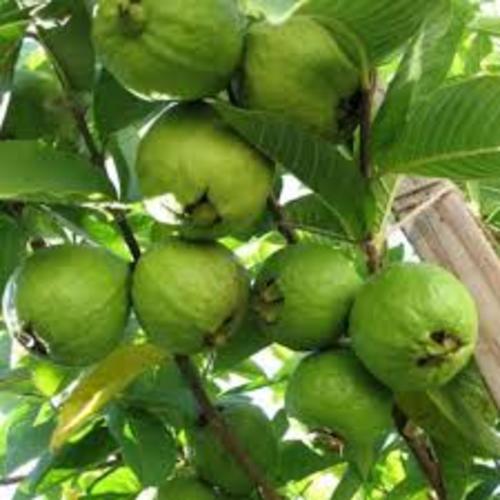 Cây giống Ổi bốn mùa Đông Dư siêu quả