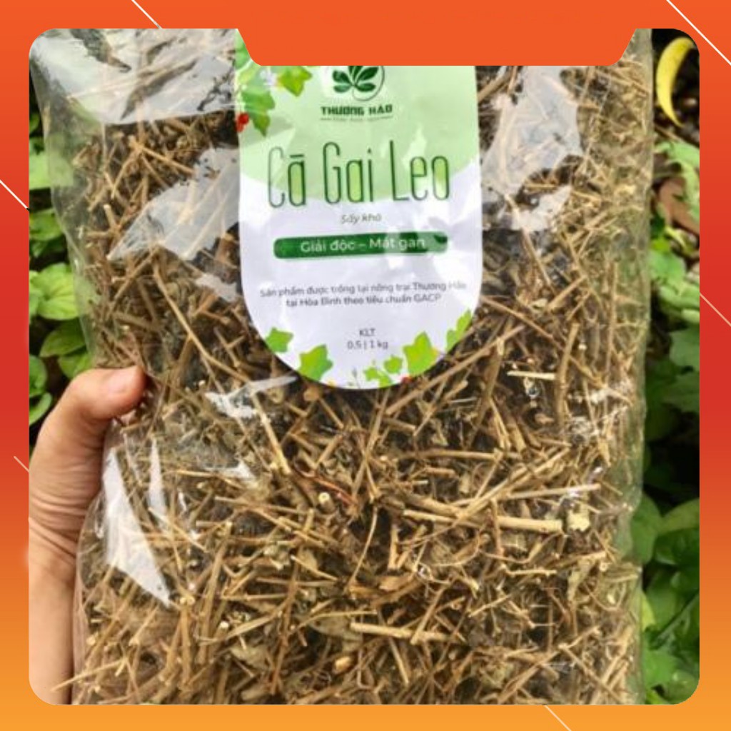 Cà gai leo Hoà Bình (1 kg)