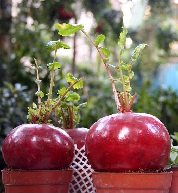 Hạt giống củ cải đỏ khổng lồ ( củ cải thần tài ) 10 hạt/gói