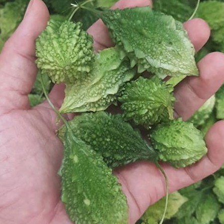 Hạt Giống Khổ Qua Rừng
