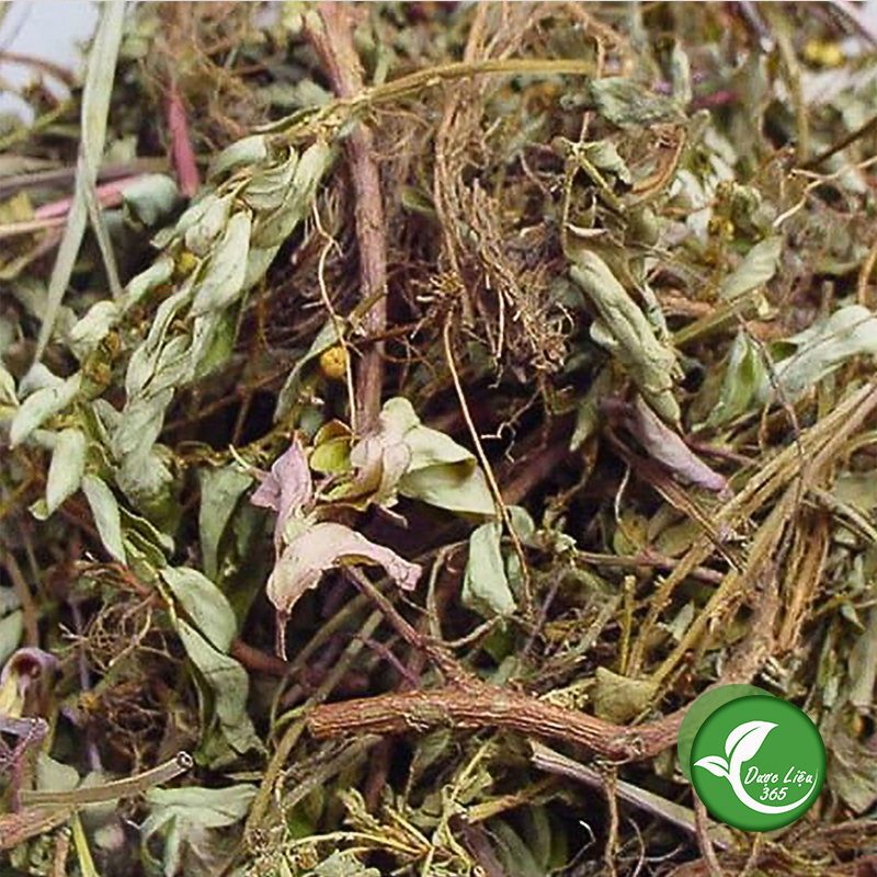 Cây Diệp hạ châu (gói 1kg khô) - DL038