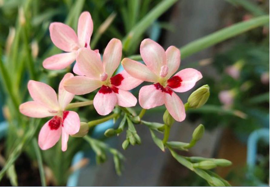 Củ giống hoa lan nam phi hoa màu vàng - 1 củ