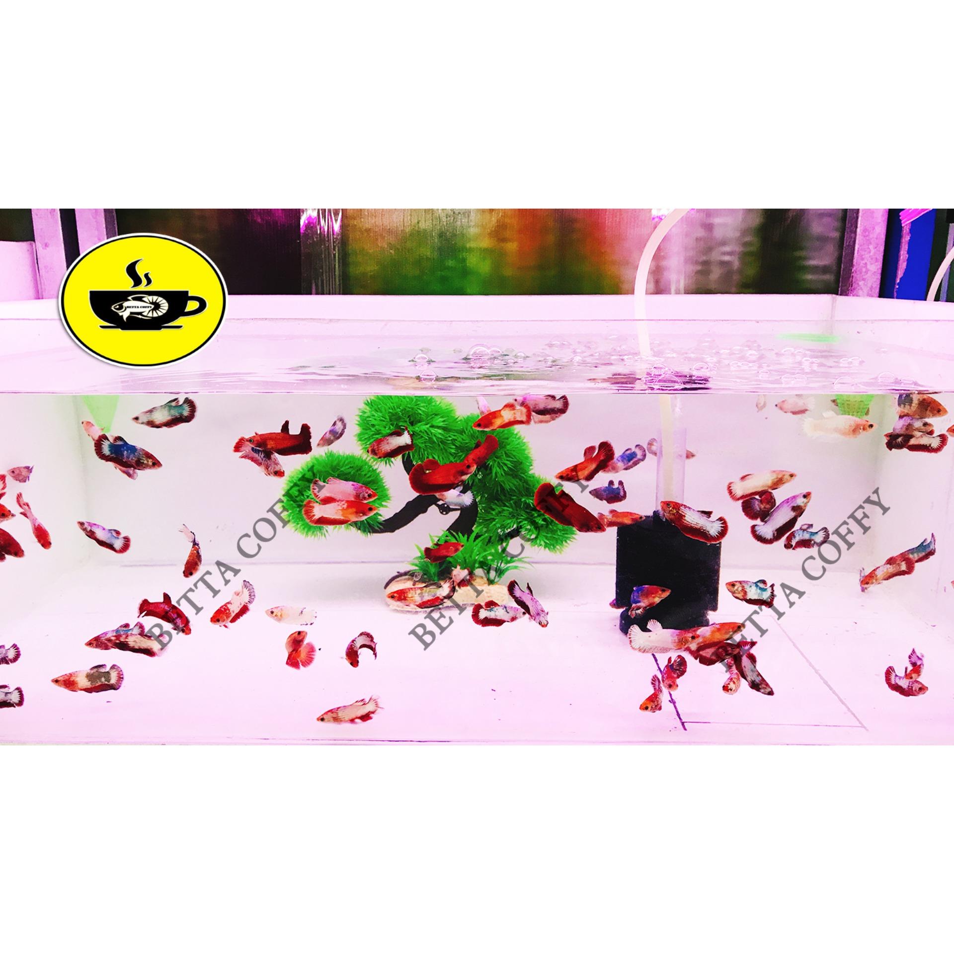 Dung dịch kiểm tra độ Ph - BETTA COFFY