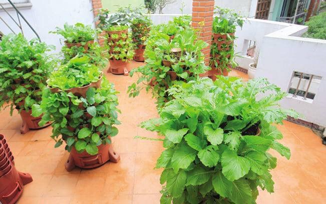 Thanh lương store - Tháp trồng rau sạch