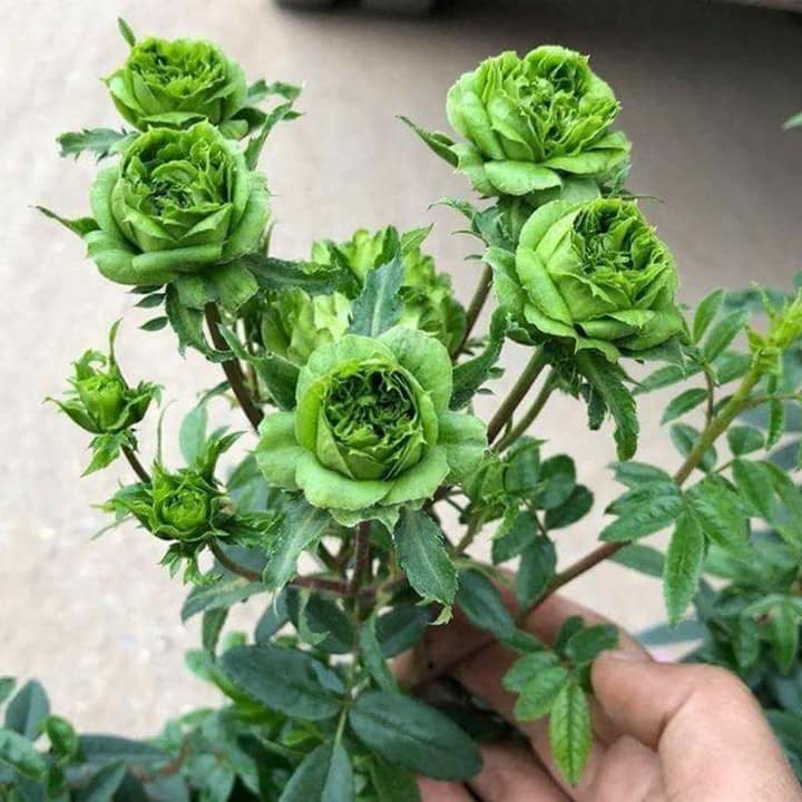 2 gốc hoa hồng