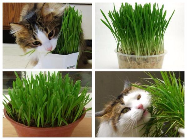 Hạt giống cỏ lúa mạch giúp mèo tiêu hóa túi lông và bổ sung chất sơ gói 100g