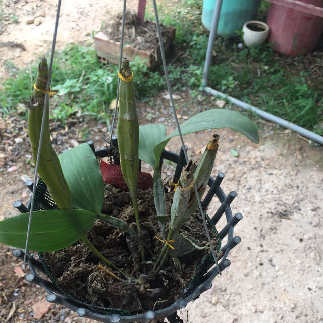 Lan kiều vuông 1 cụm vừa