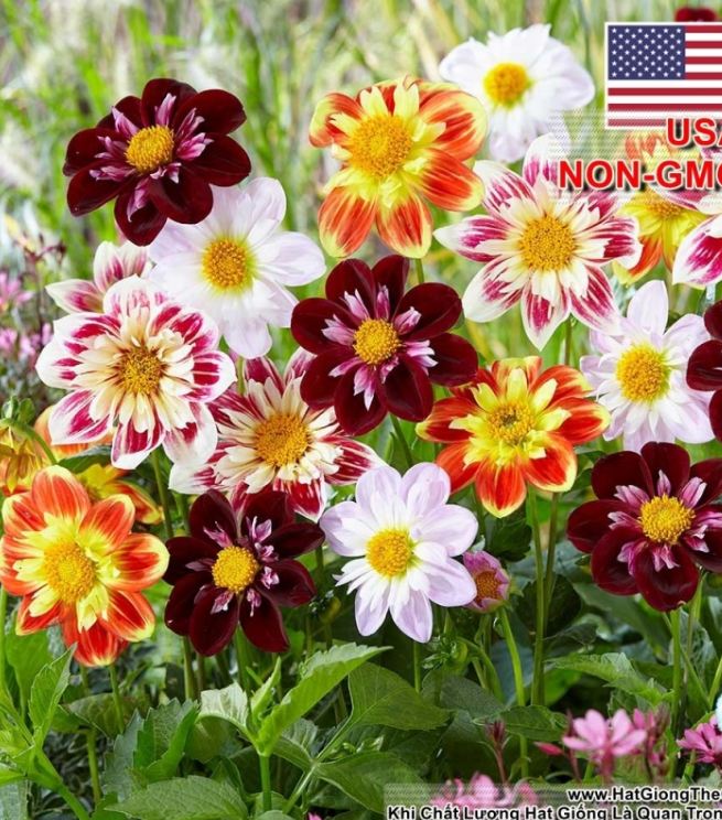 Hạt giống thược dược công chúa mix - gói 30 hạt